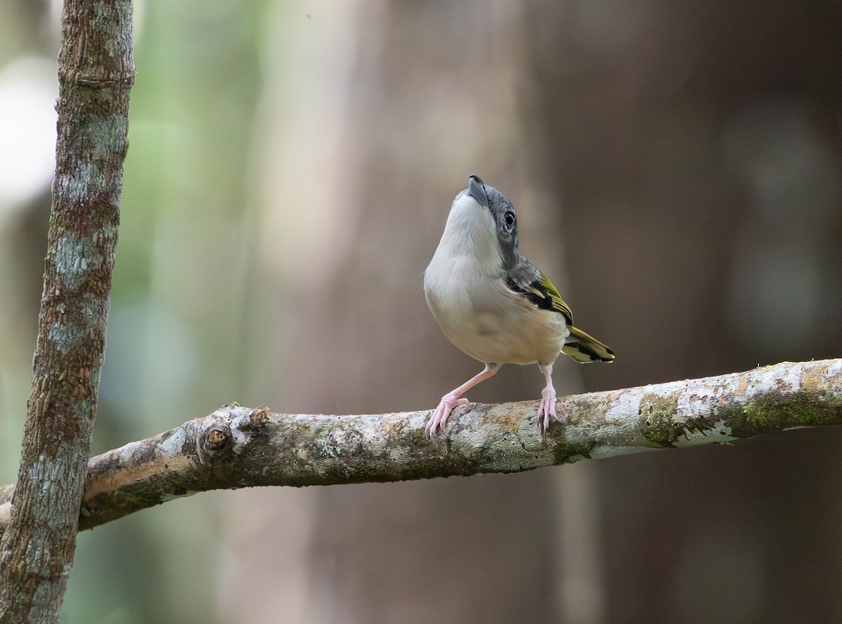 White-browed Shrike-Babbler - ML644422877