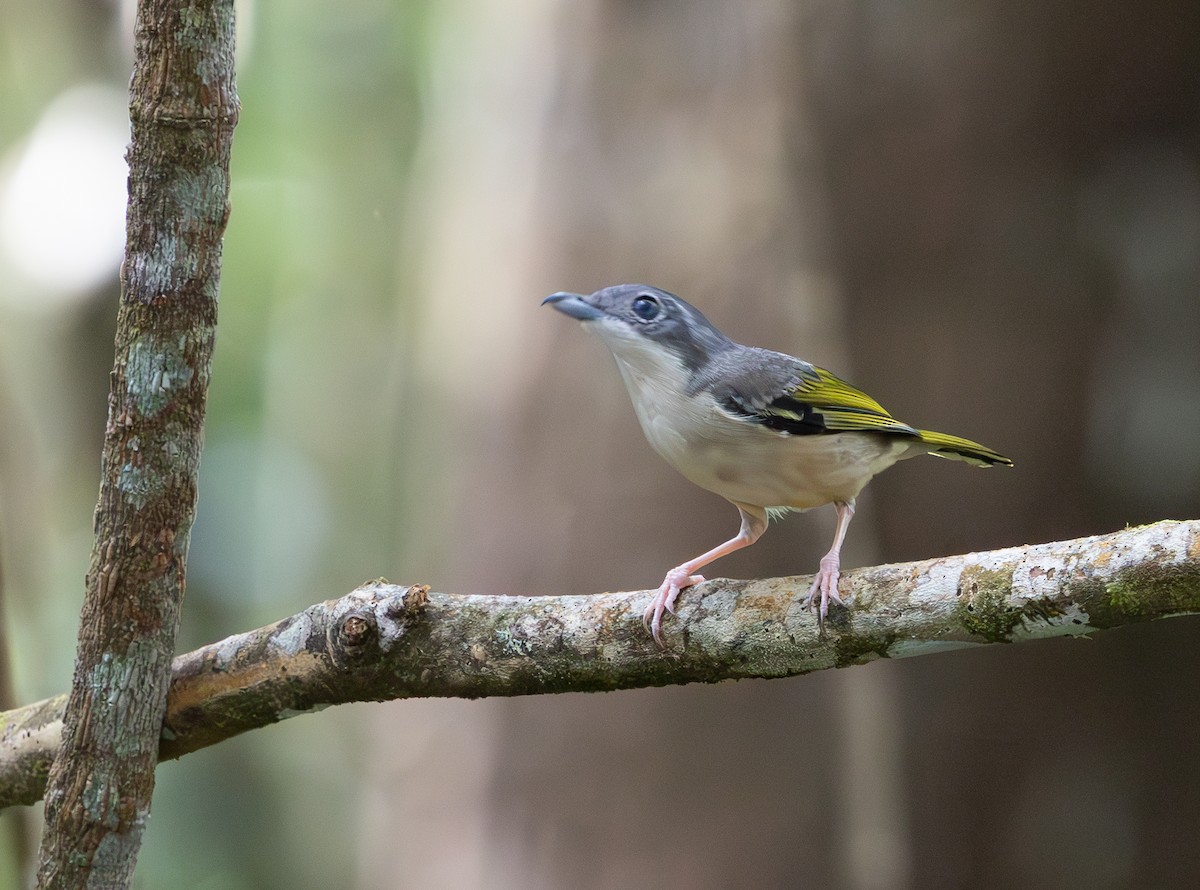 White-browed Shrike-Babbler - ML644422878