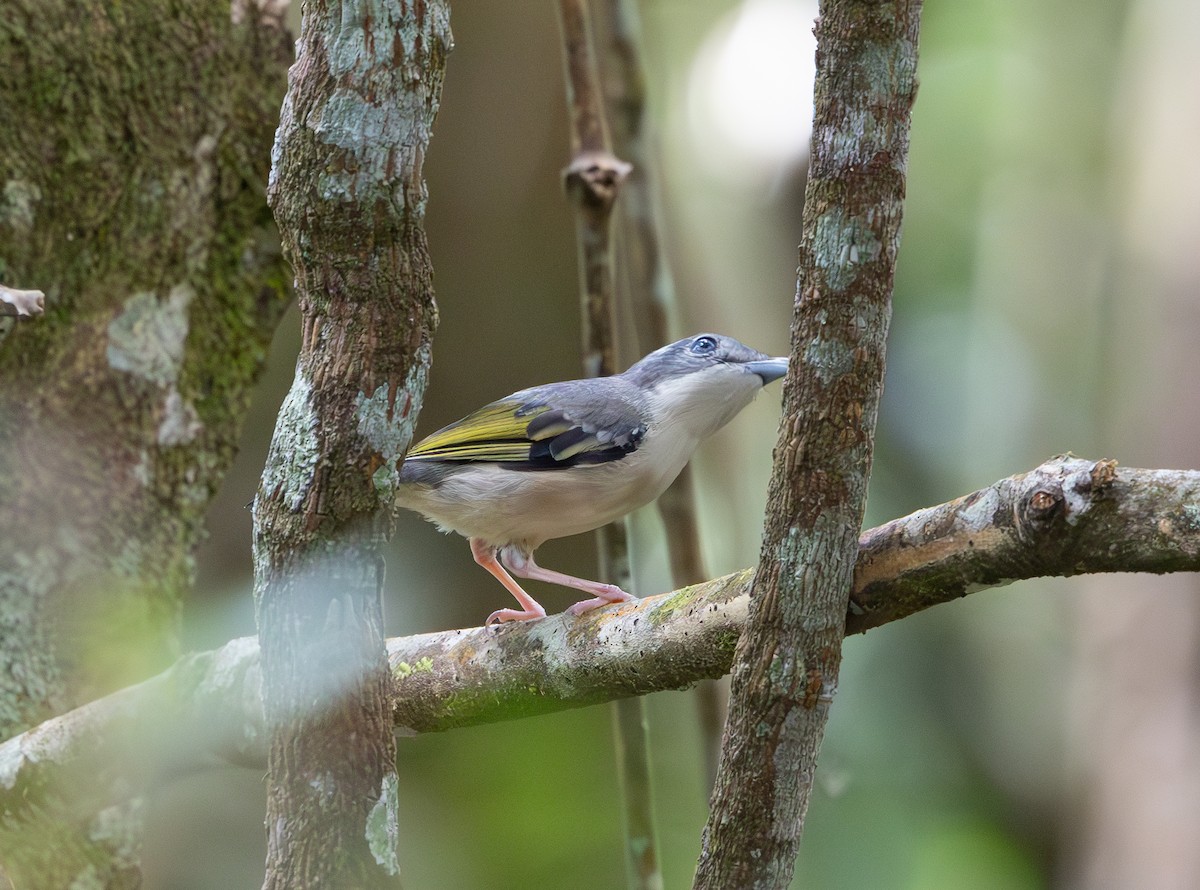 White-browed Shrike-Babbler - ML644422880
