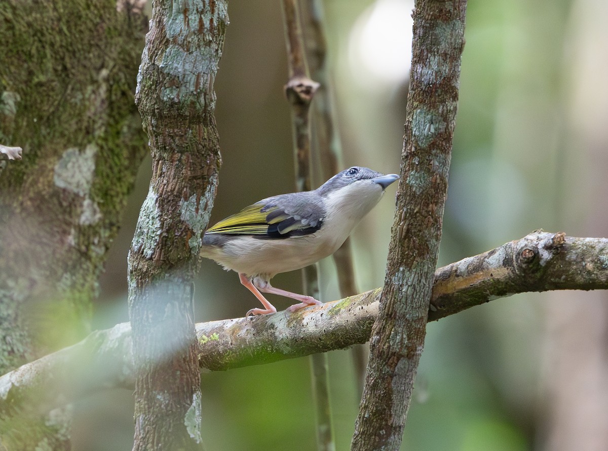 White-browed Shrike-Babbler - ML644422881