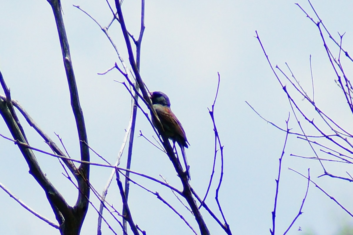 Black-chinned Sparrow - ML644422887