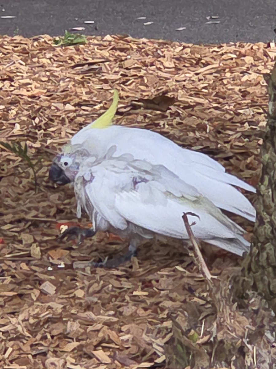 Sulphur-crested Cockatoo - ML644422913