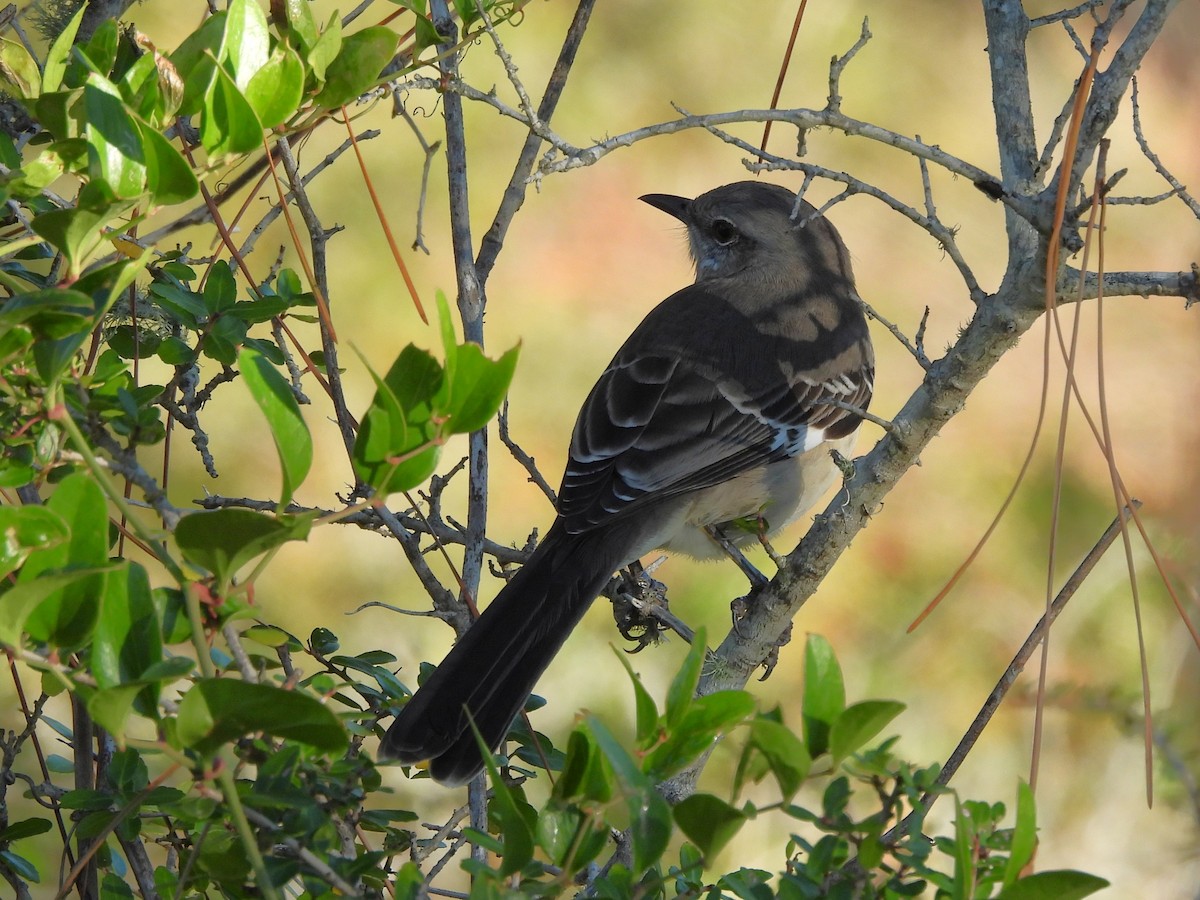Пересмішник багатоголосий - ML644422914