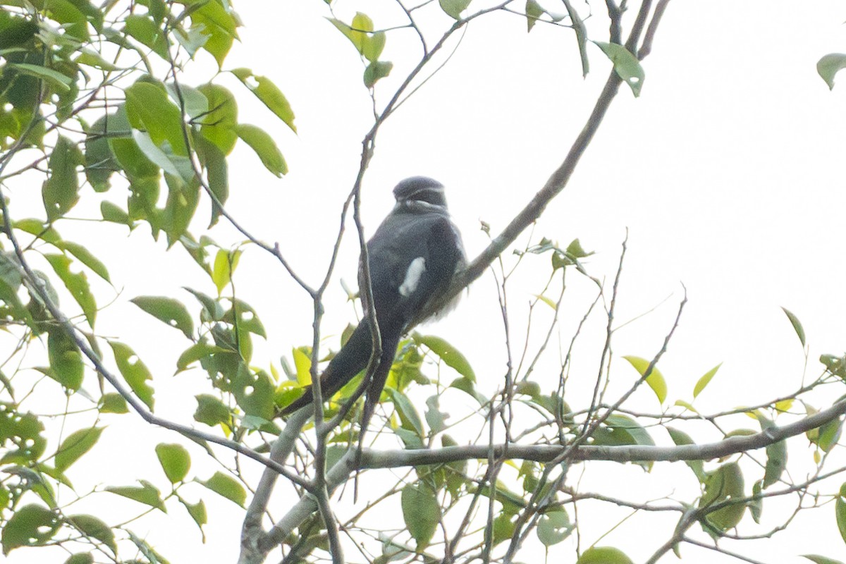 Bıyıklı Ağaç Ebabili - ML644422915