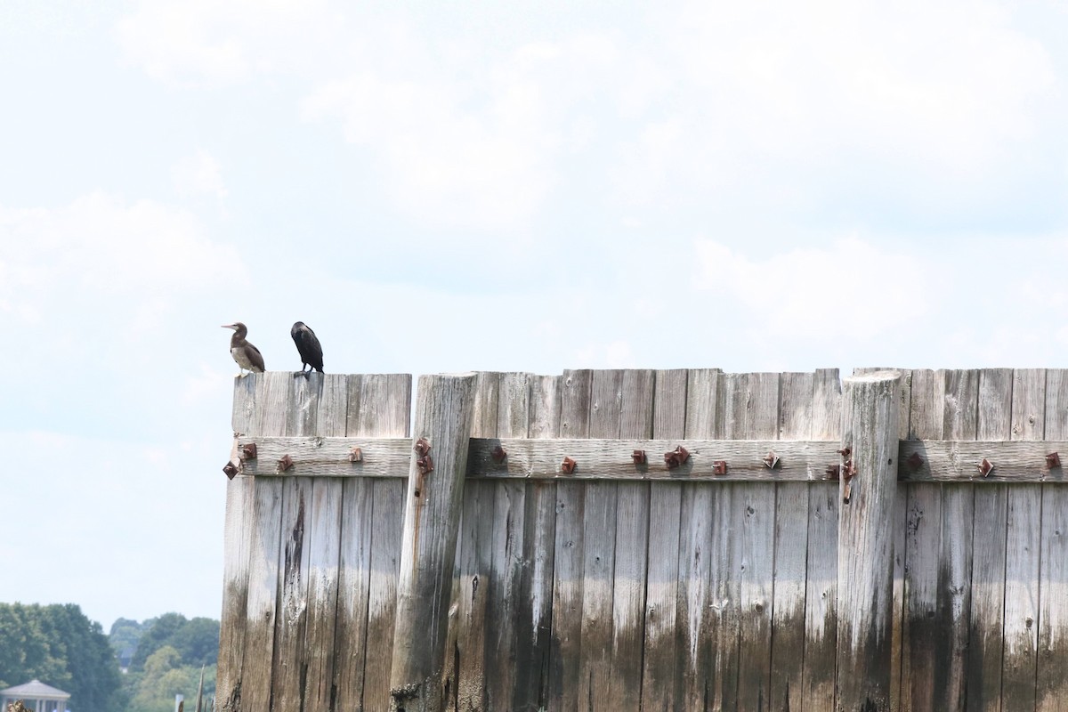 Brown Booby - ML644422925