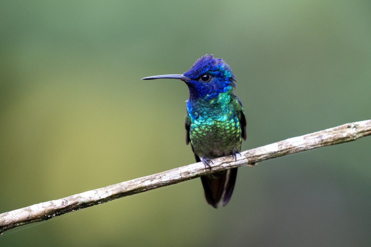 Golden-tailed Sapphire - ML644422927