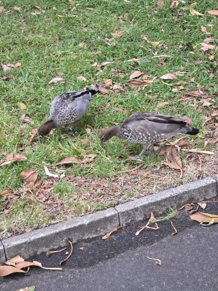 Maned Duck - ML644422937