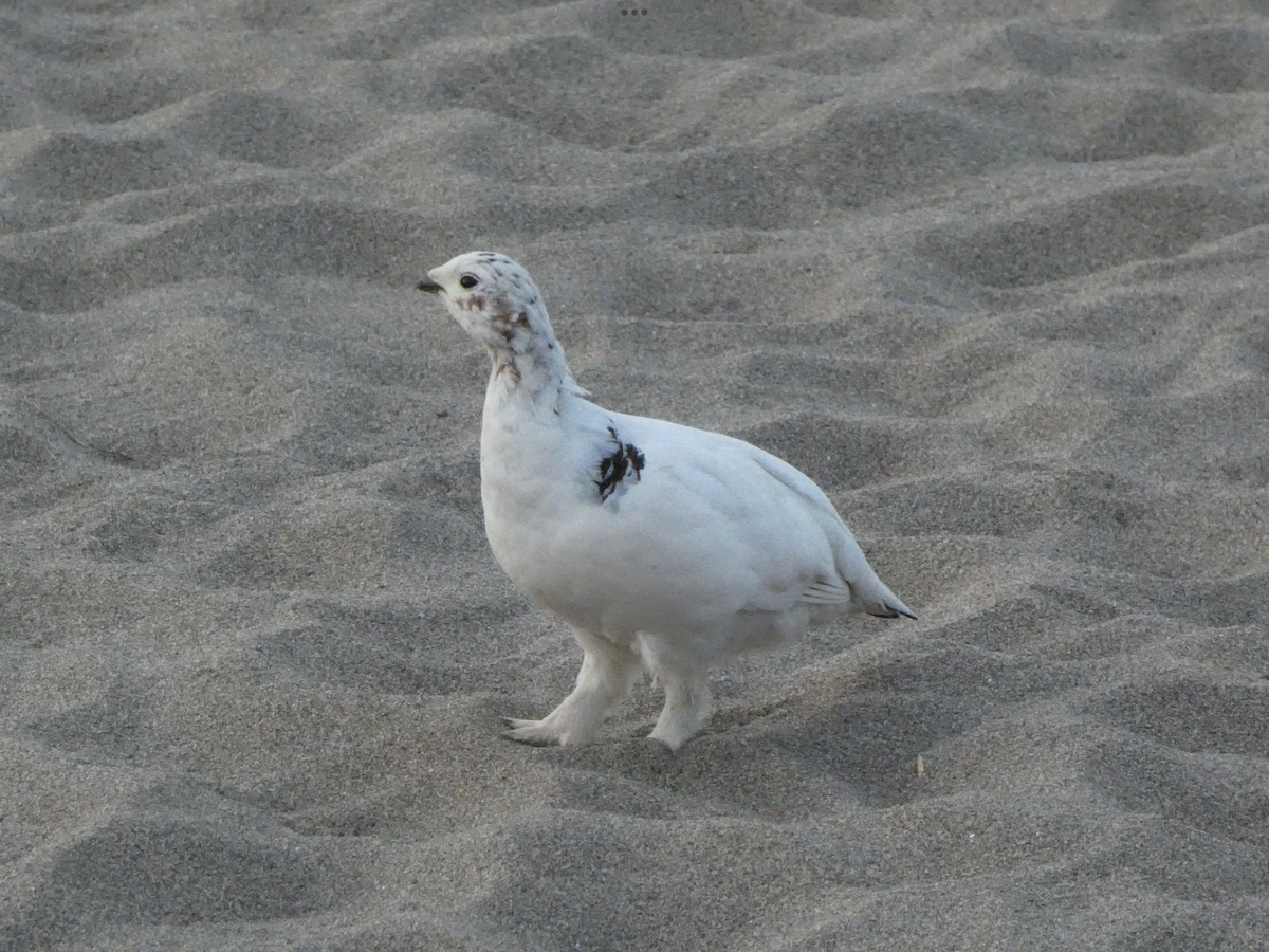 Willow Ptarmigan - ML644422949