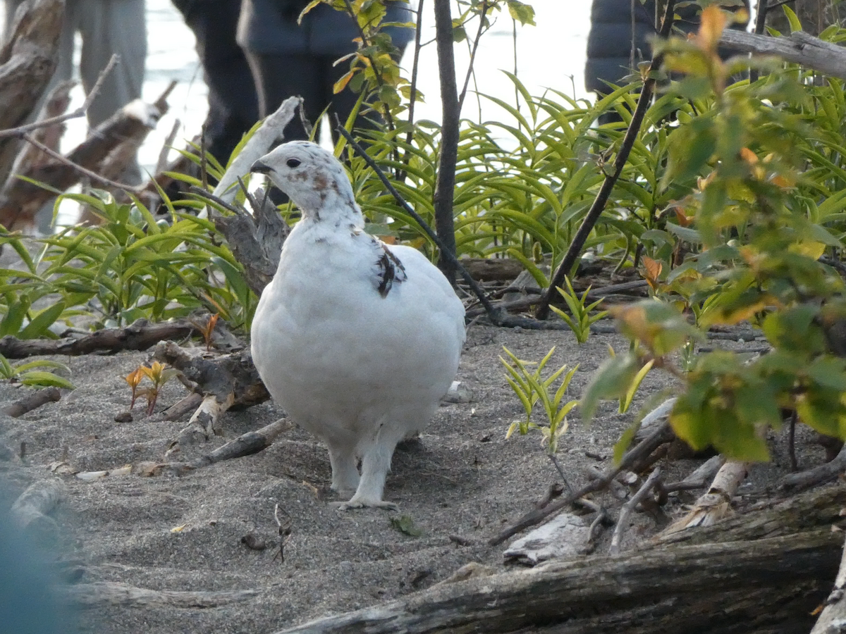 Willow Ptarmigan - ML644422950