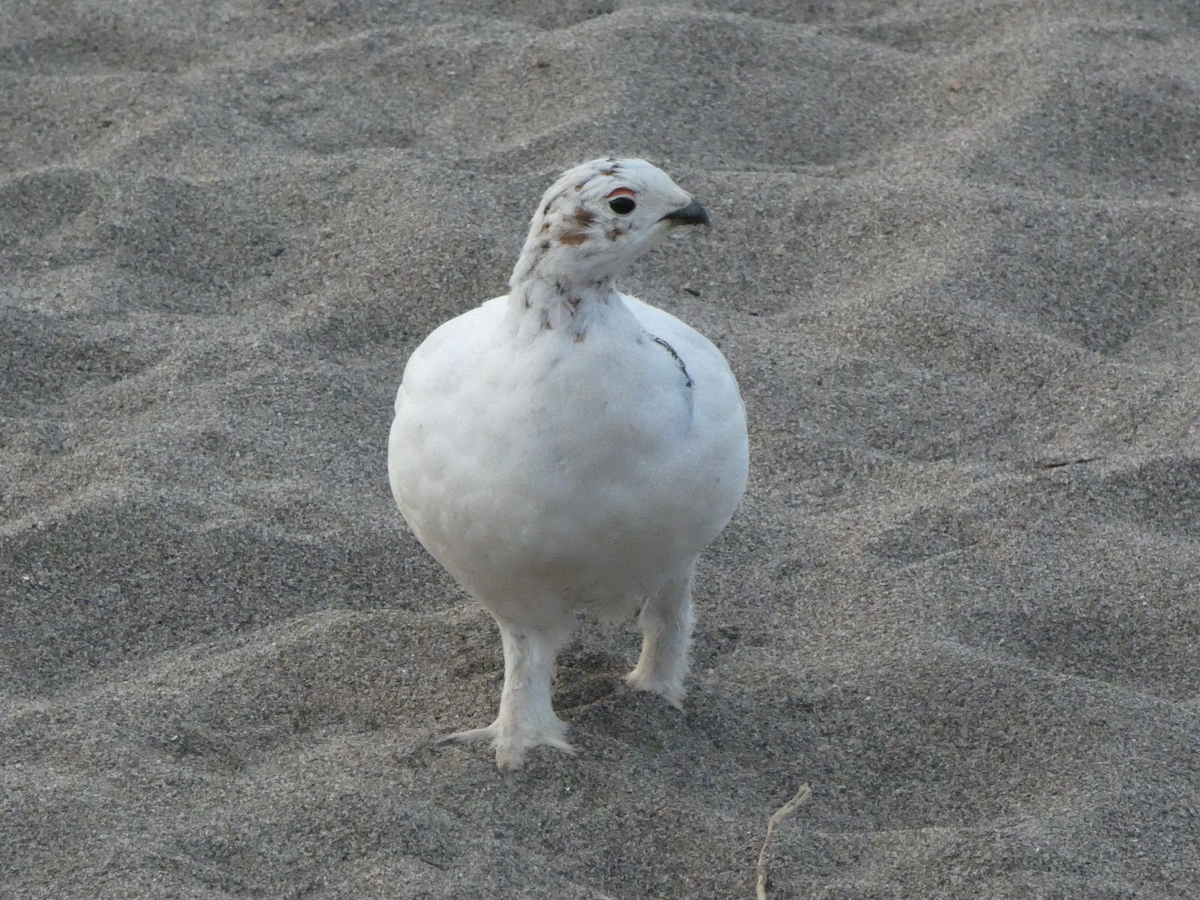 Willow Ptarmigan - ML644422951