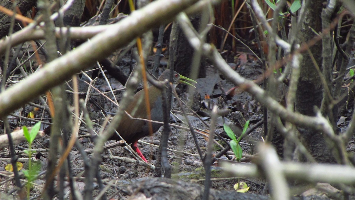 askerikse - ML644422963