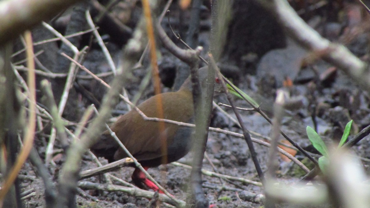 askerikse - ML644422964