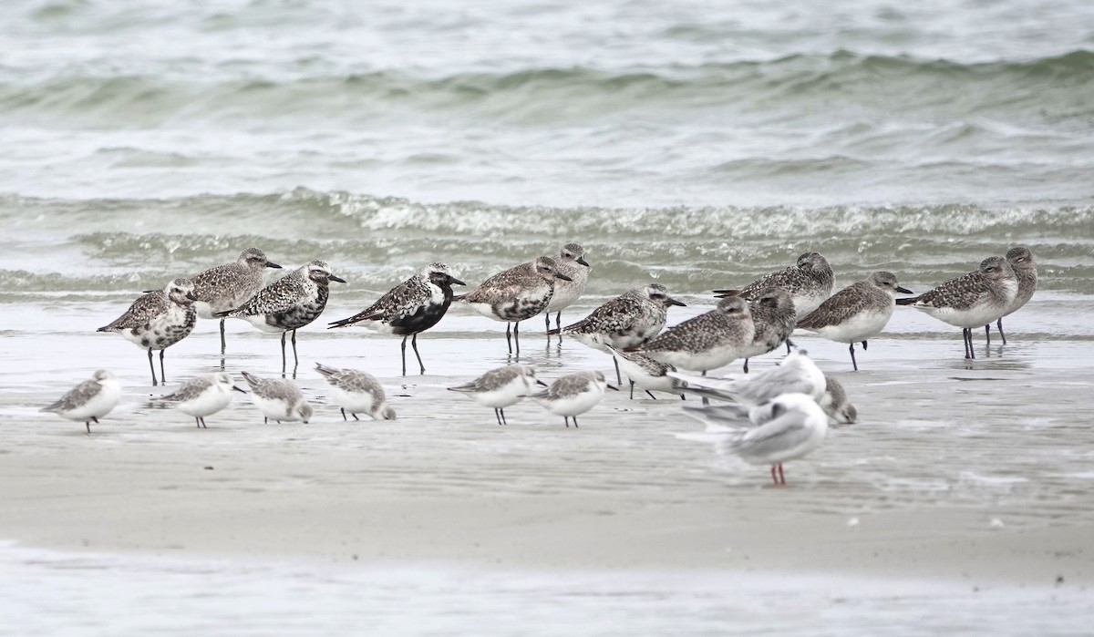 Буурал сүвээ цагаан - ML644422967