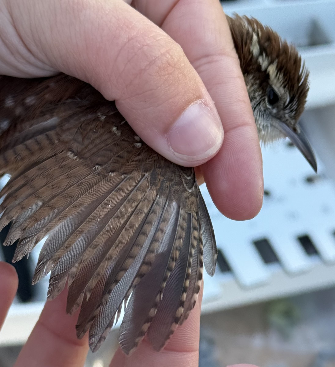 Cucarachero de Carolina - ML644422970