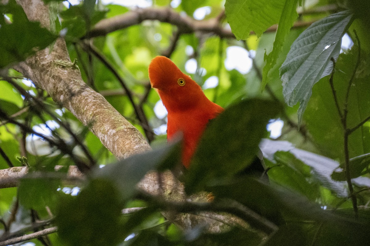 Andean Cock-of-the-rock - ML644422972