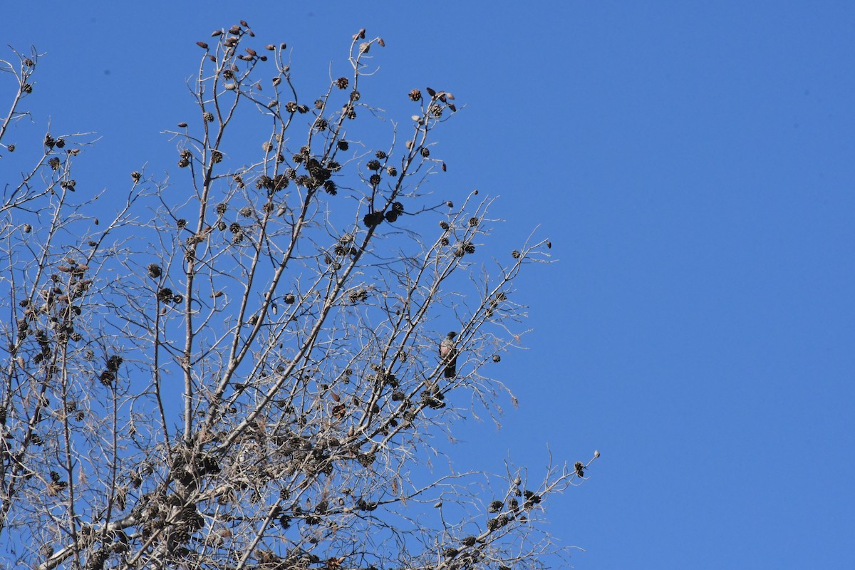 Blutgesichtspecht - ML644422979