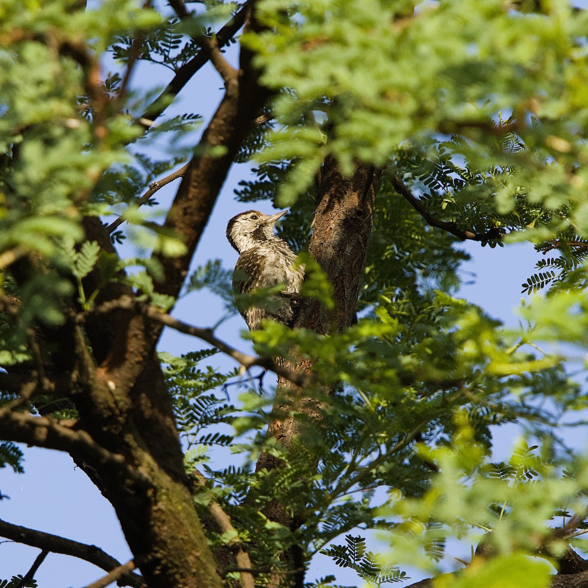 Cardinal Woodpecker - ML644422983