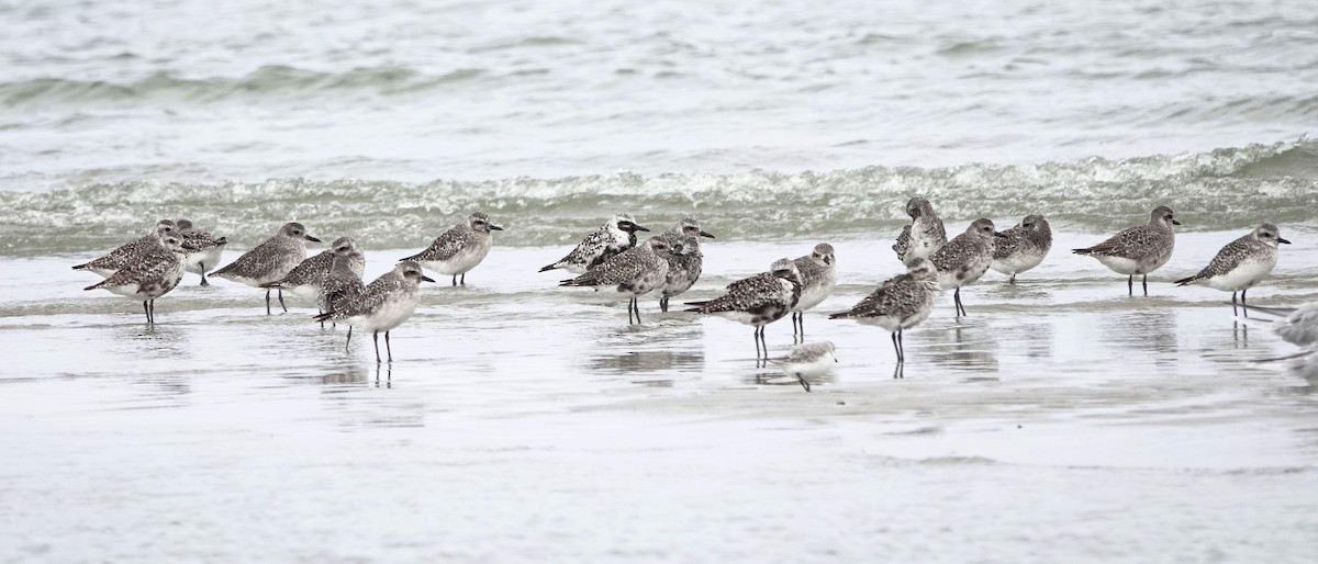 Буурал сүвээ цагаан - ML644422984