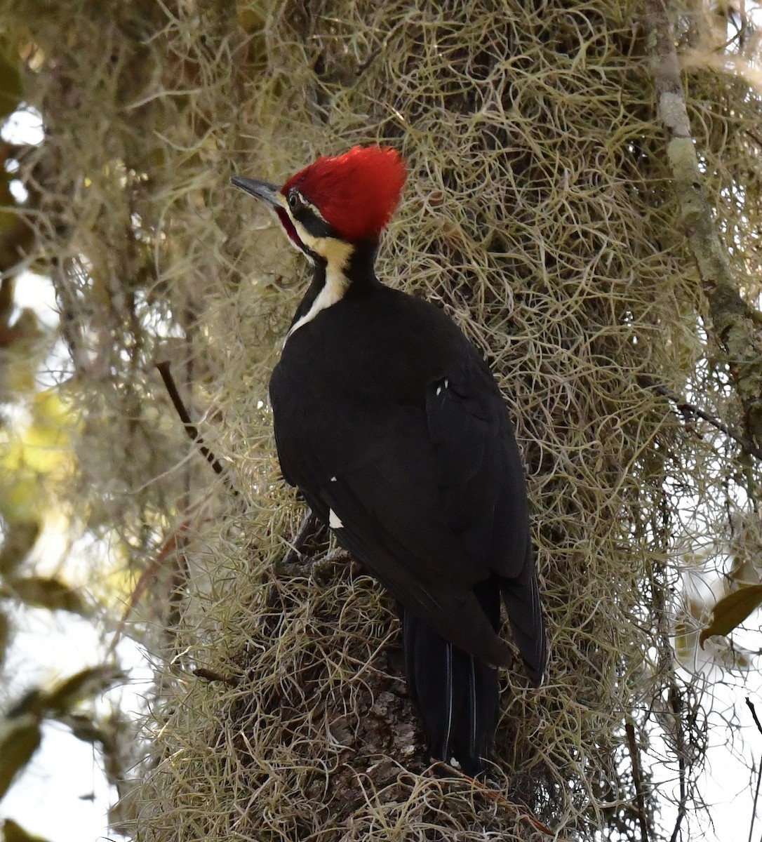 Жовна північна - ML644422992