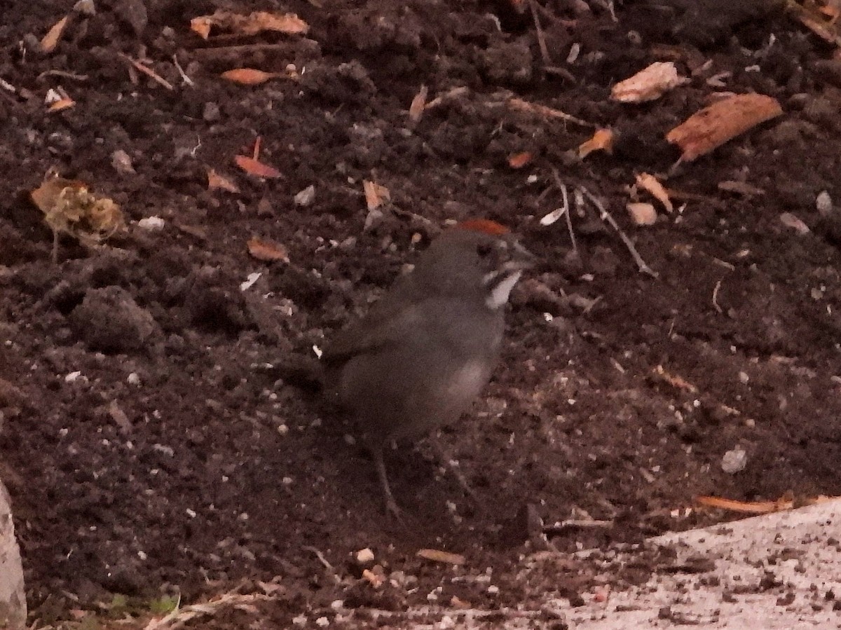 Green-tailed Towhee - ML644423003