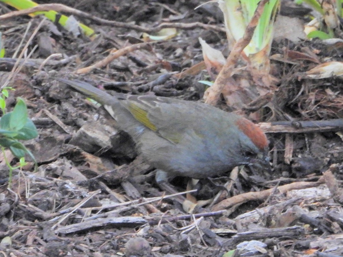 Green-tailed Towhee - ML644423004