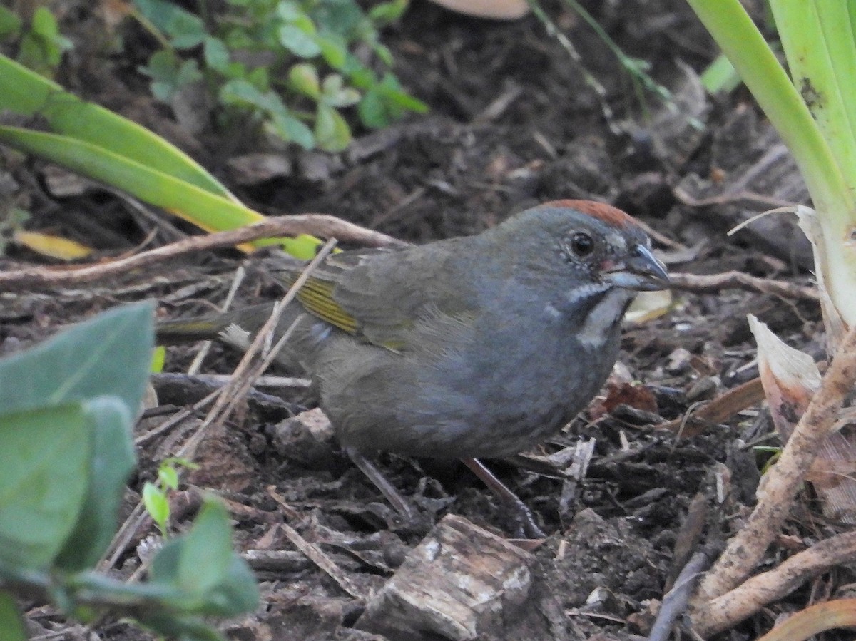 Green-tailed Towhee - ML644423005