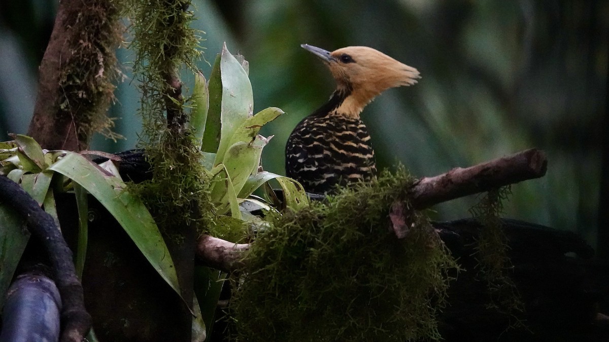 Pic à tête blonde - ML644423015