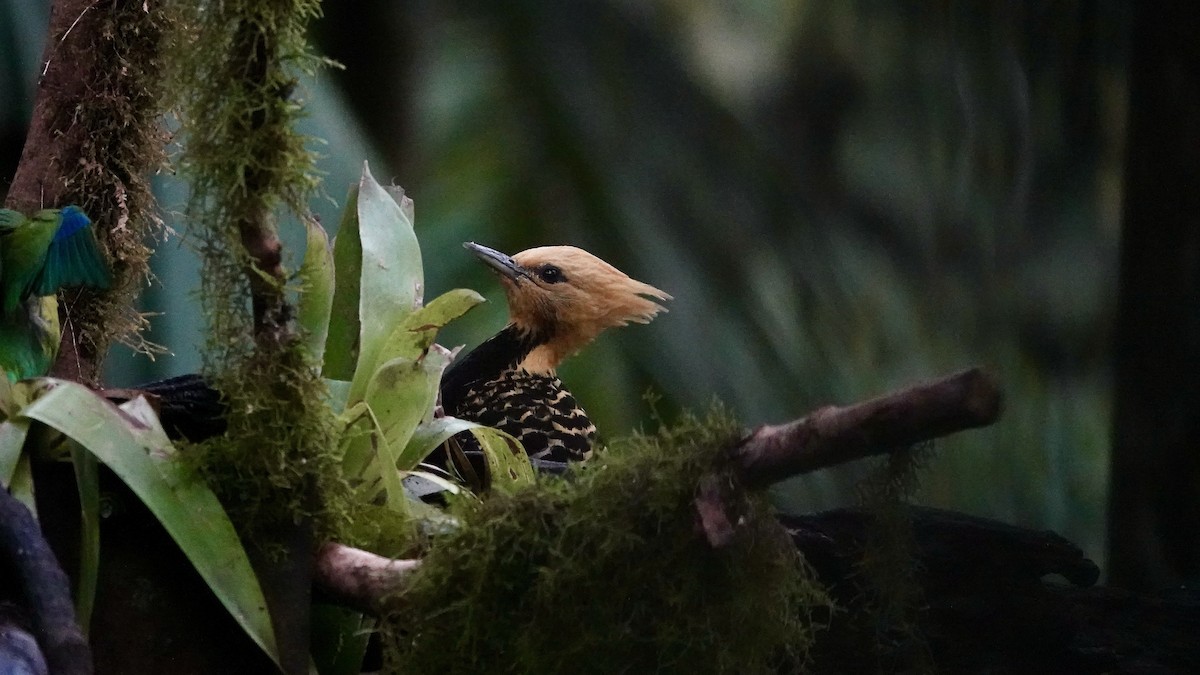 Pic à tête blonde - ML644423016