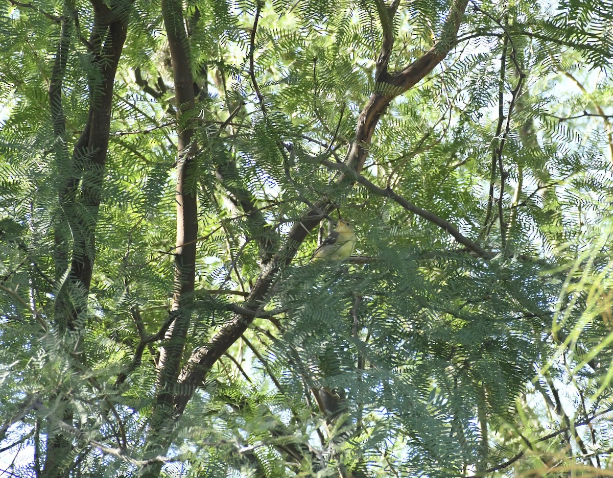 Желтоплечая пиранга - ML644423023