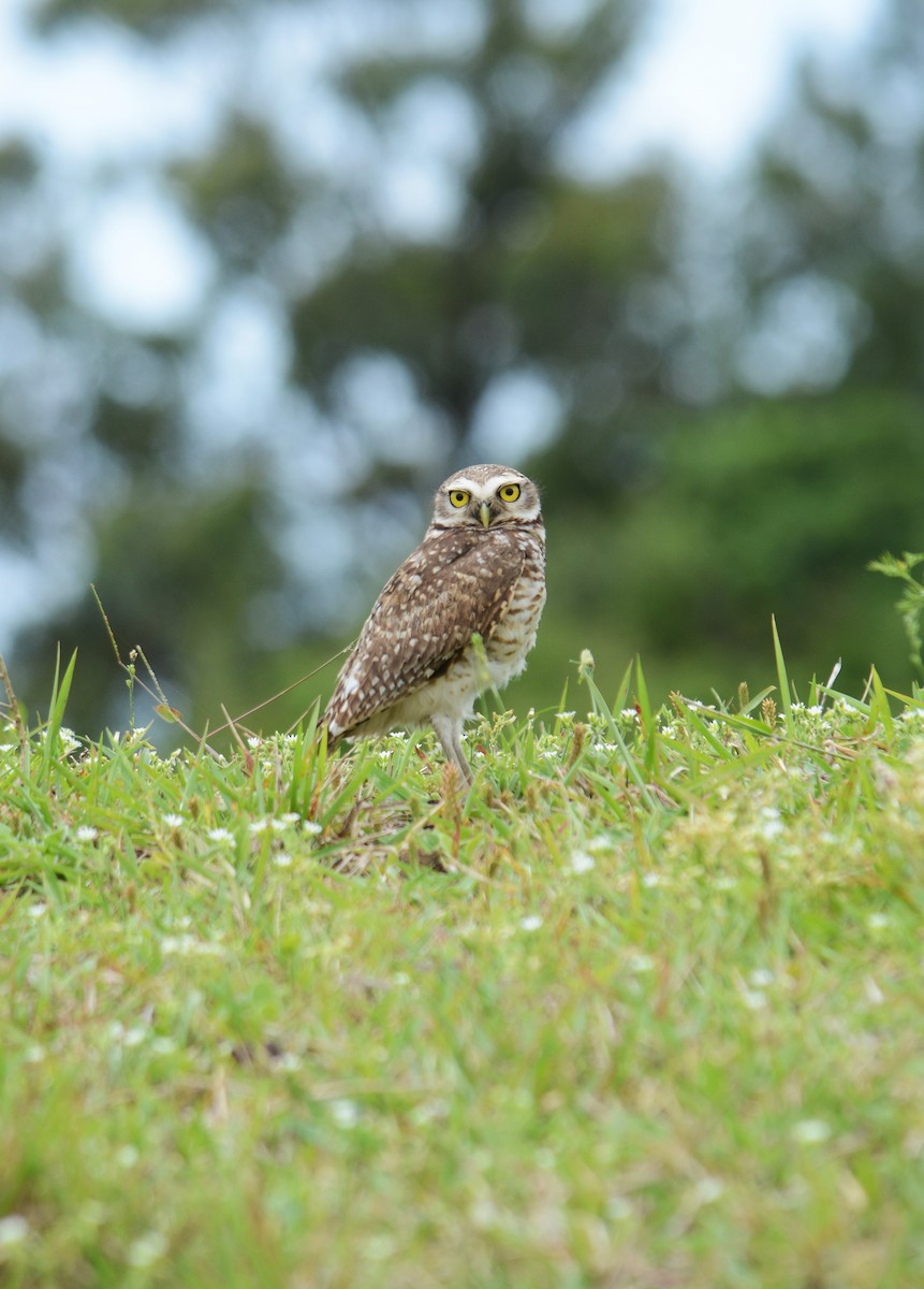 Burrowing Owl - ML644423031