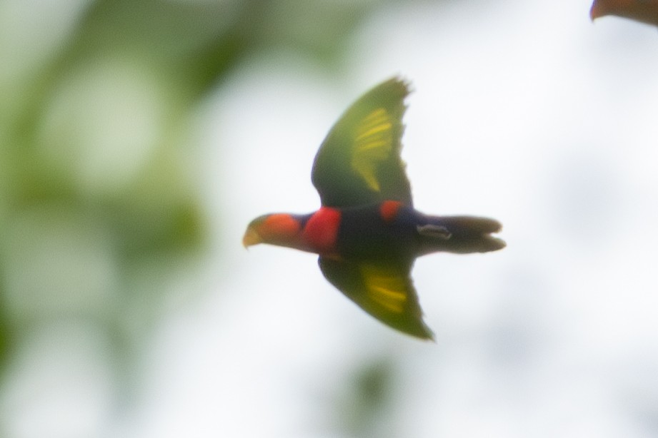 オトメズグロインコ - ML644423036