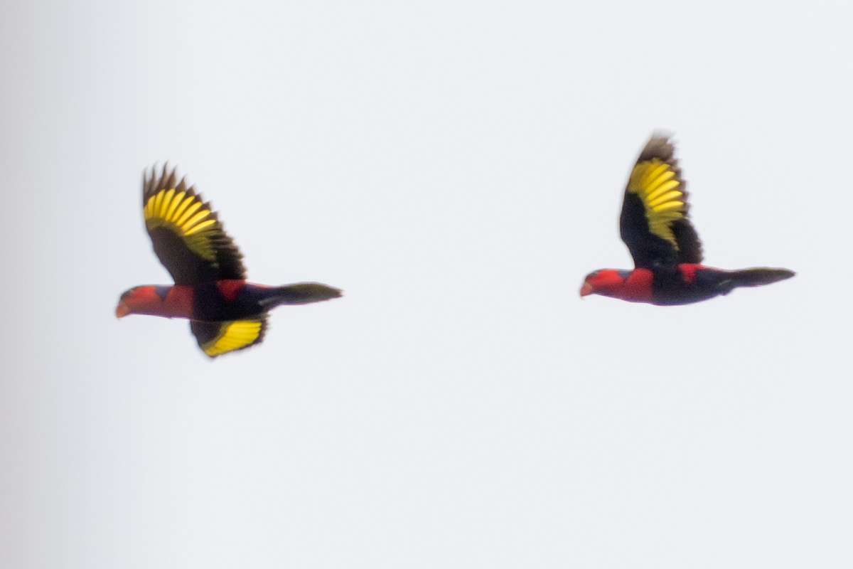 オトメズグロインコ - ML644423037