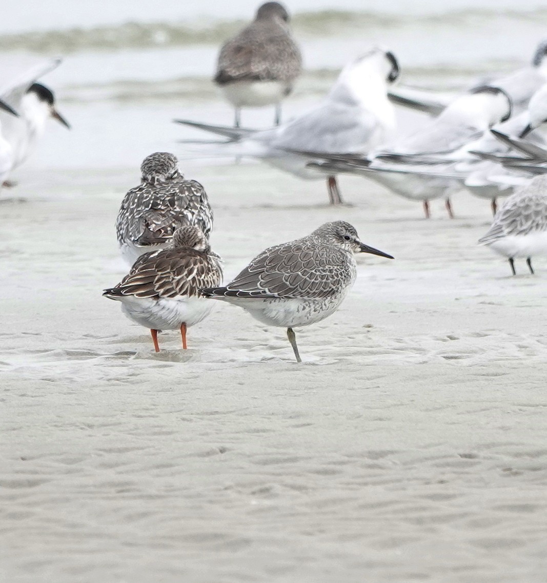 Bécasseau maubèche - ML644423040