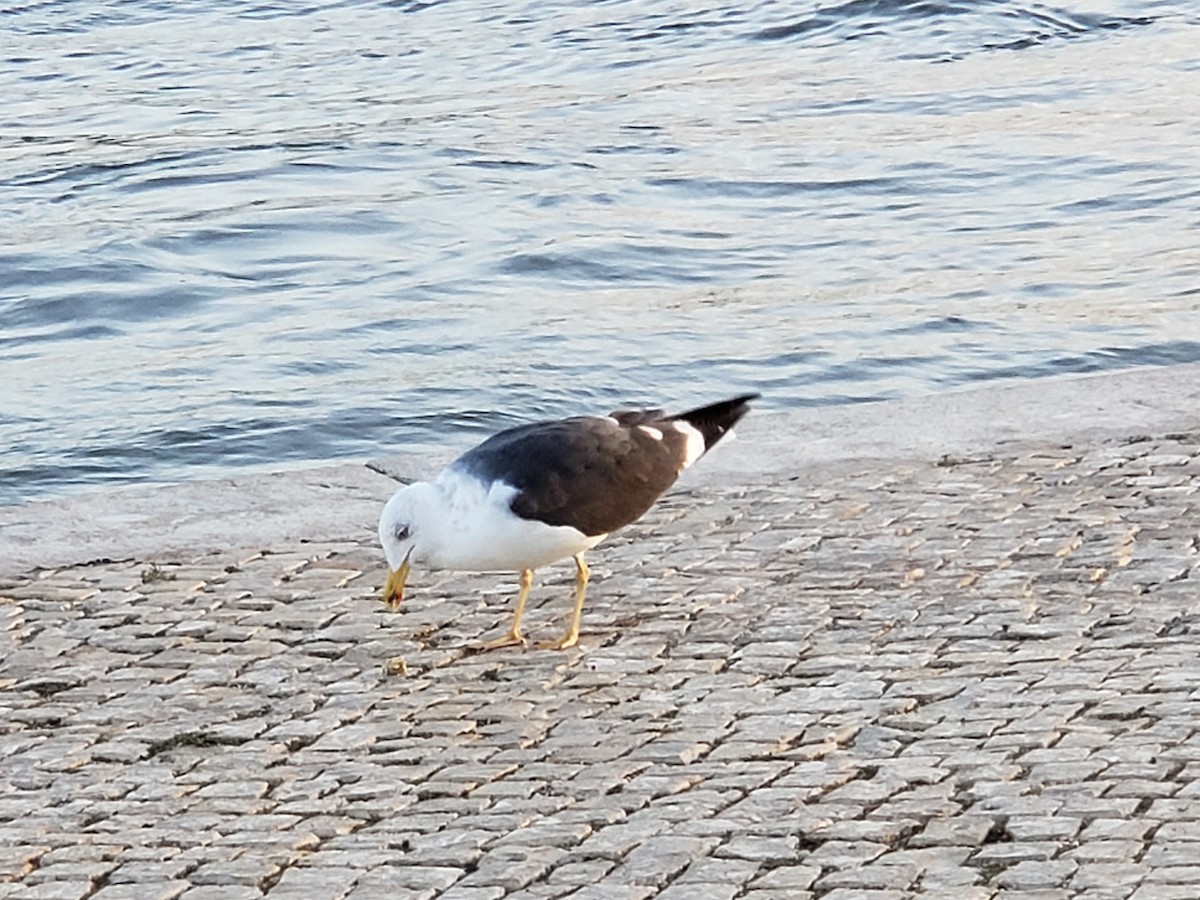 Lesser Black-backed Gull - ML644423041
