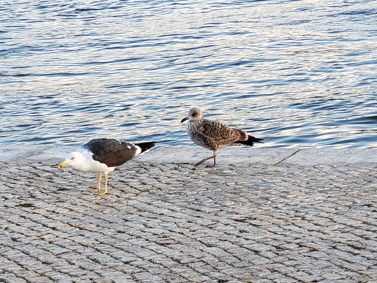 Lesser Black-backed Gull - ML644423042