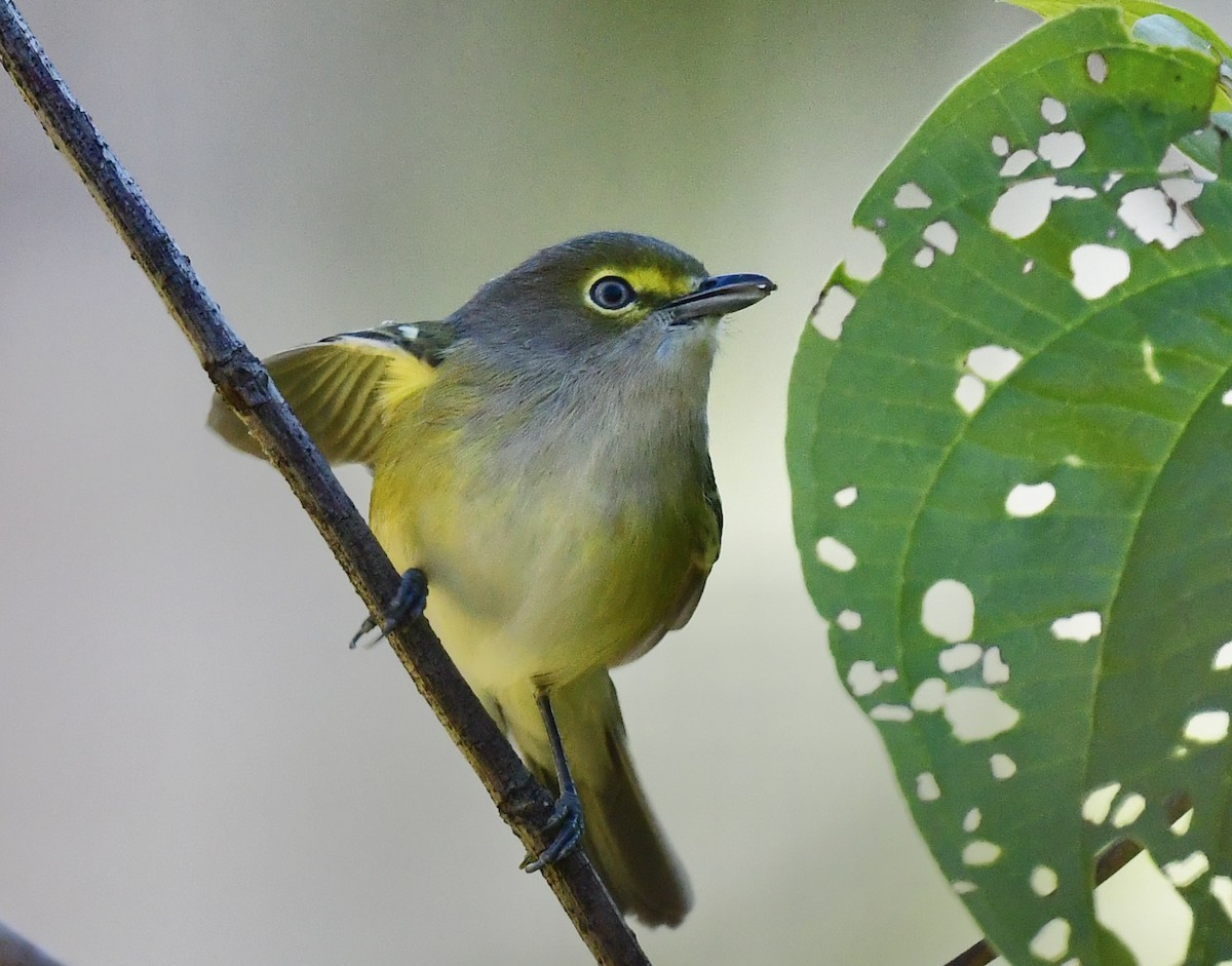 Белоглазый виреон - ML644423043