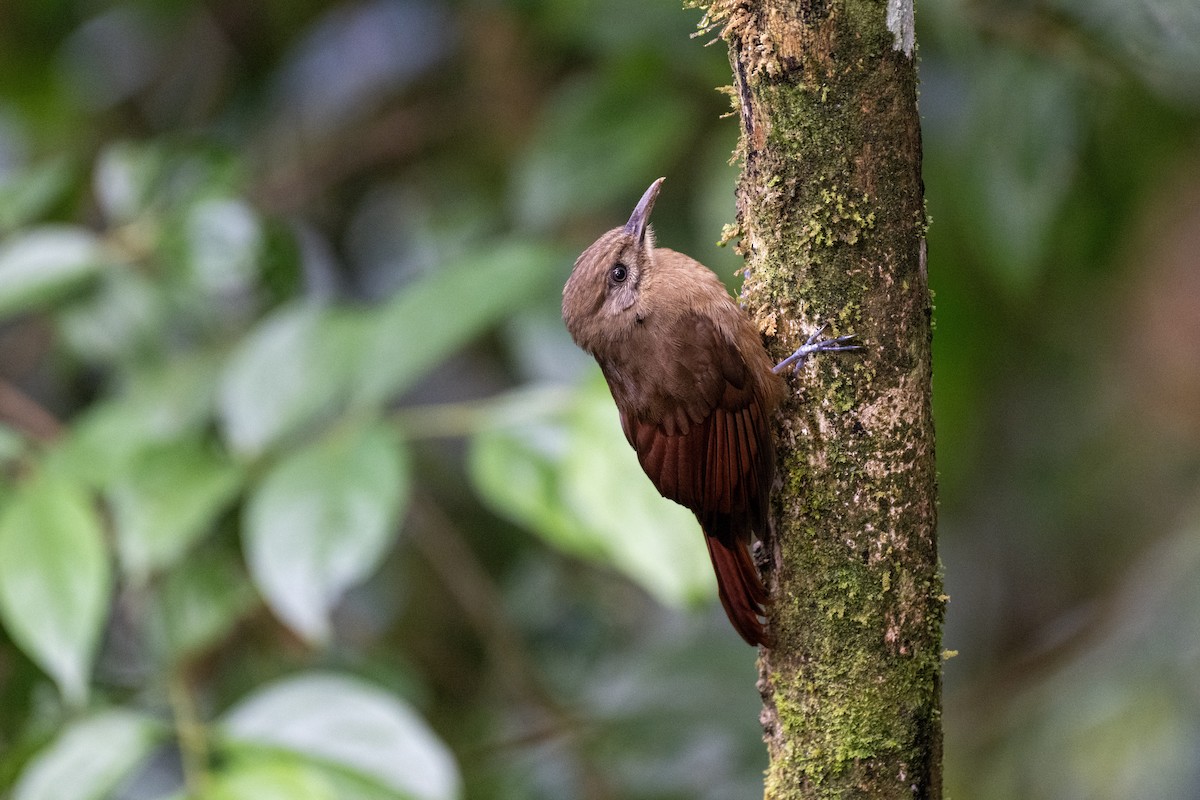 Plain-brown Woodcreeper - ML644423044