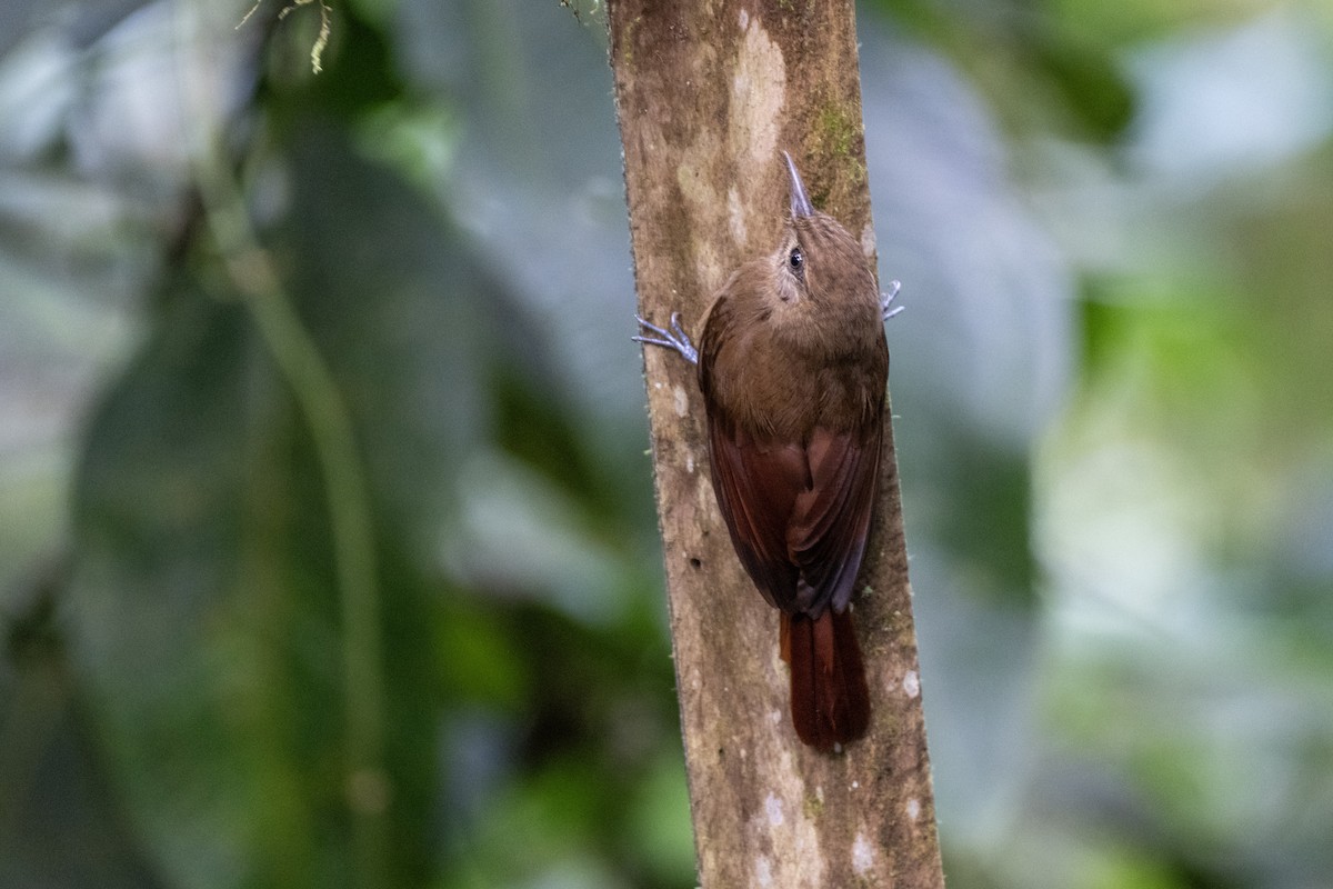 Plain-brown Woodcreeper - ML644423045