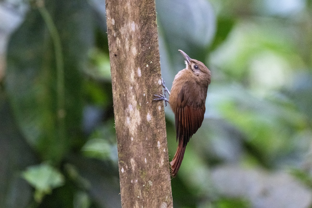 Plain-brown Woodcreeper - ML644423046