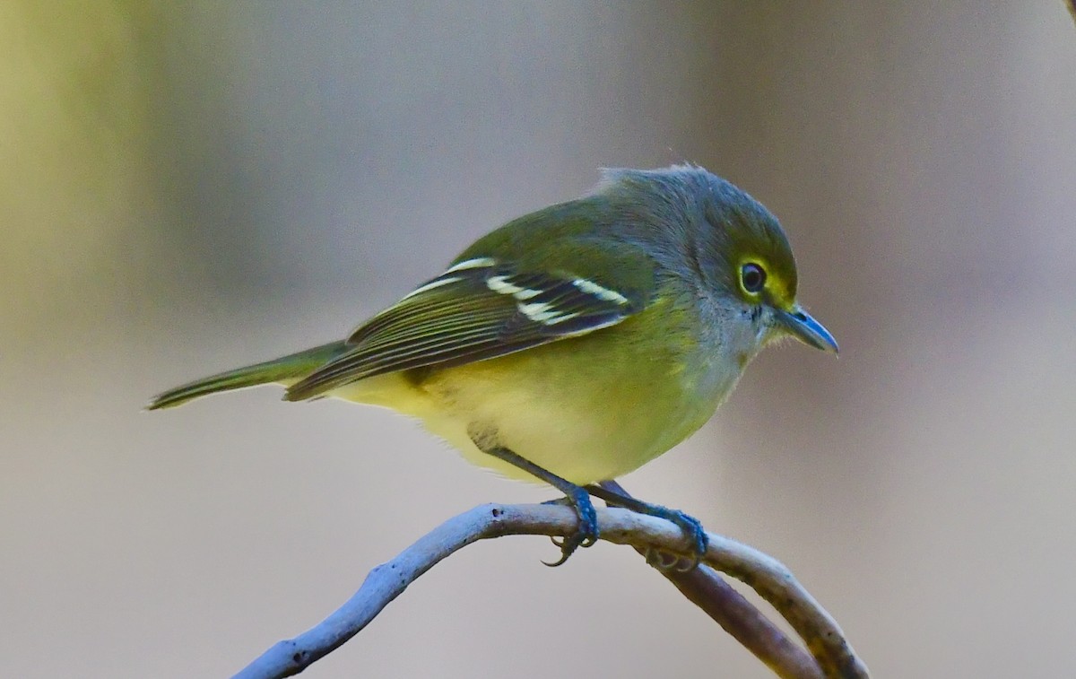 Белоглазый виреон - ML644423082