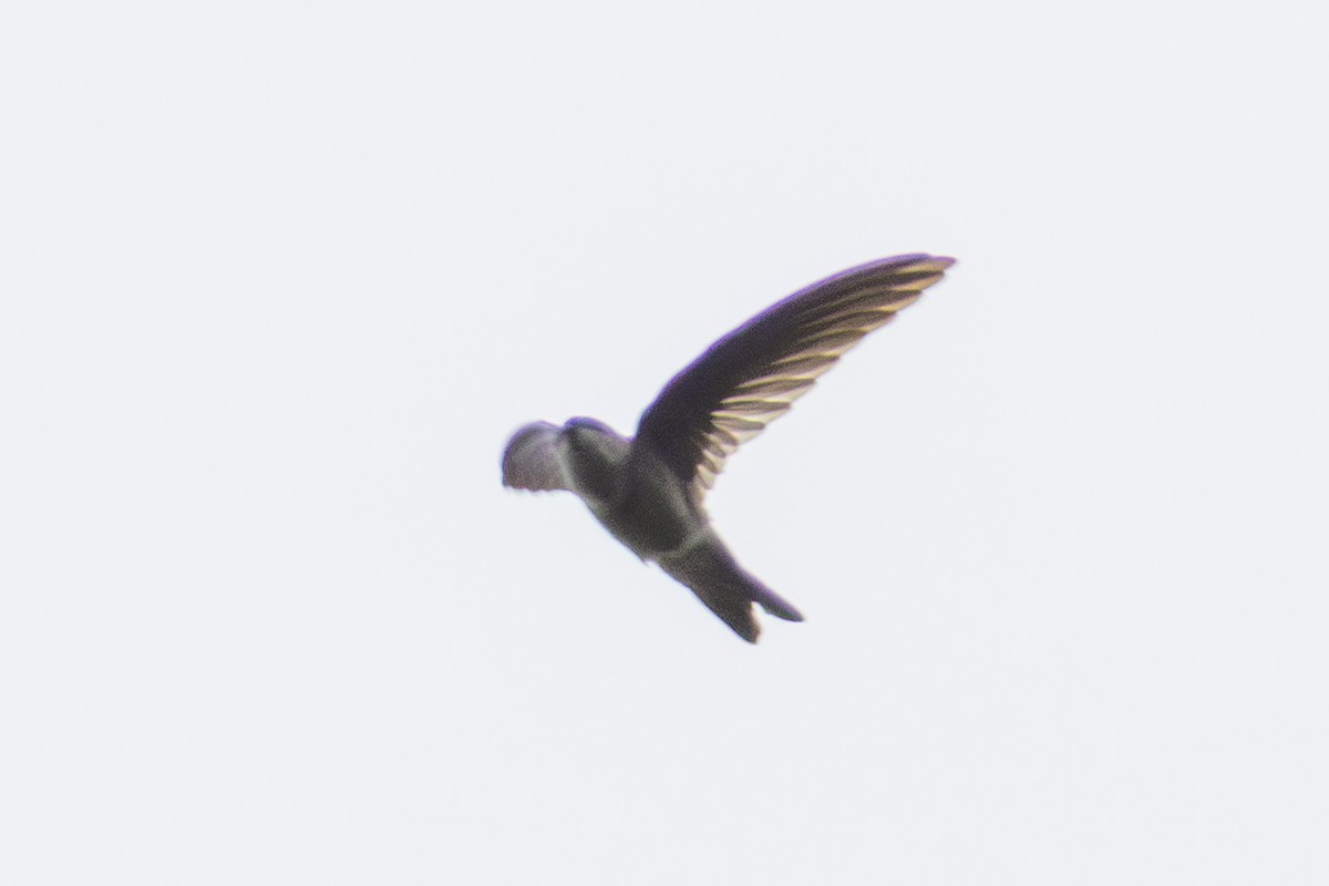 Salangane de Vanikoro - ML644423093