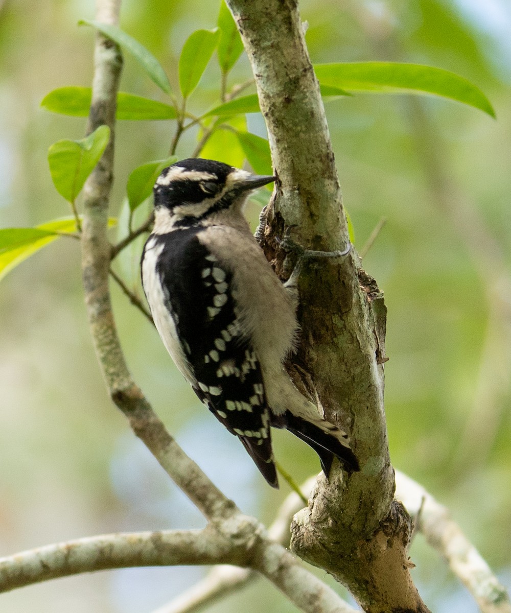 Downy Woodpecker - ML644423097