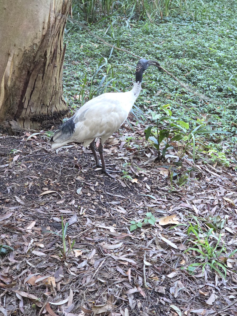 Australian Ibis - ML644423105