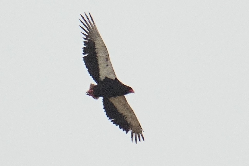 Bateleur des savanes - ML644423111