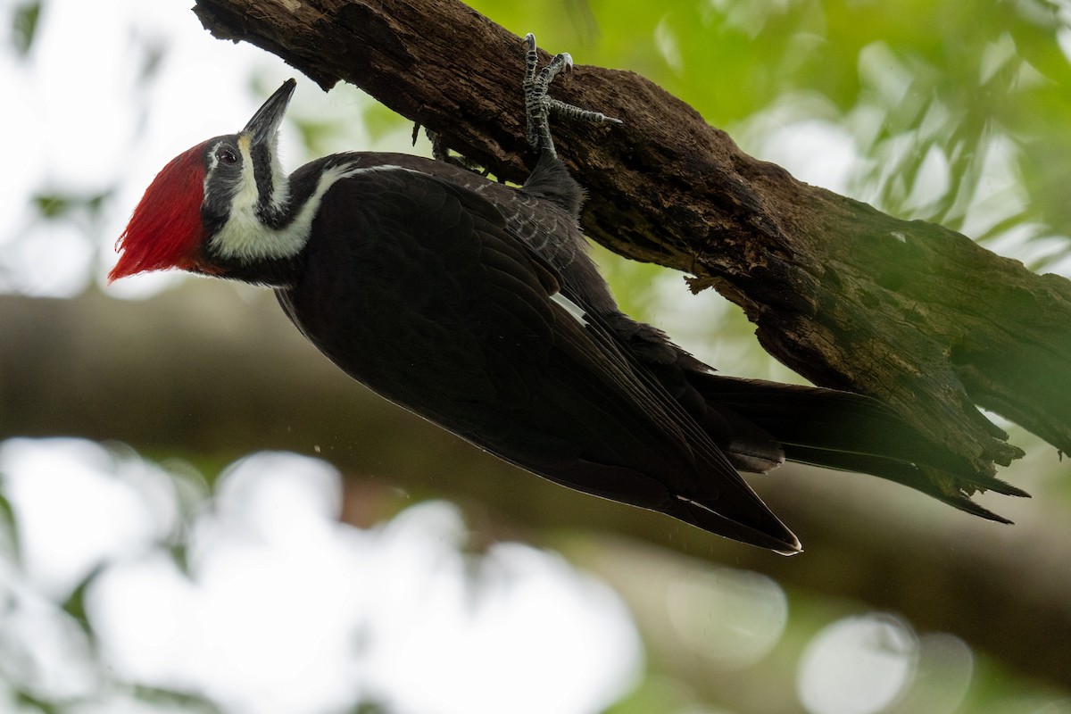 Жовна північна - ML644423115