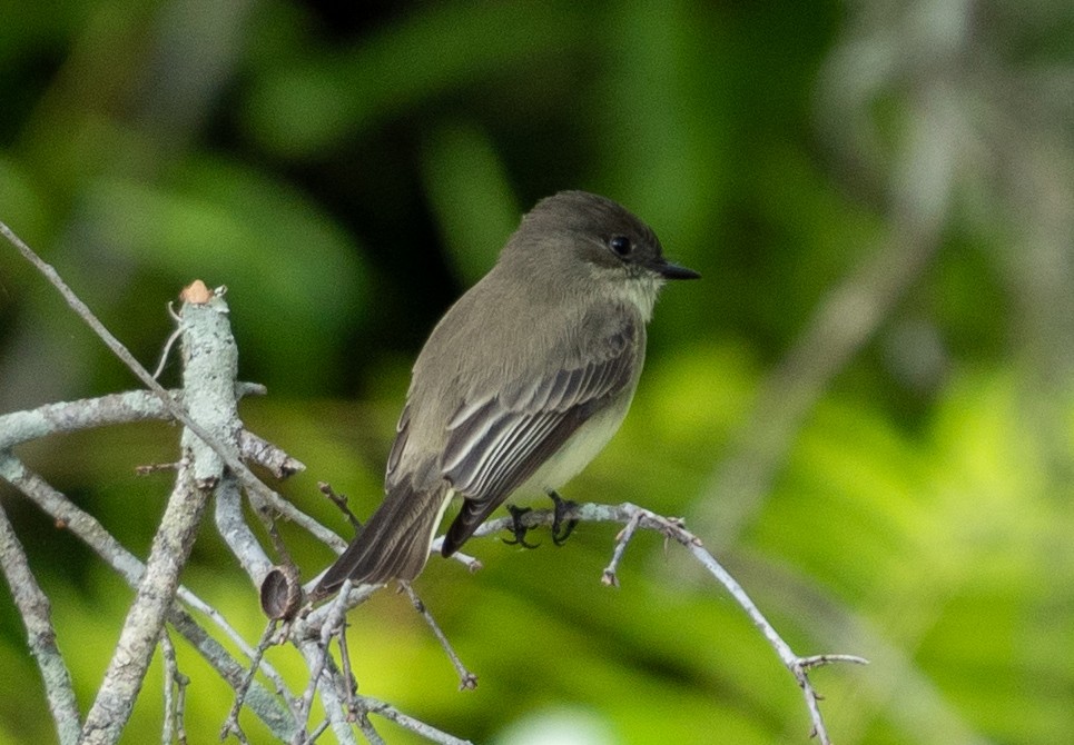 Eastern Phoebe - ML644423118