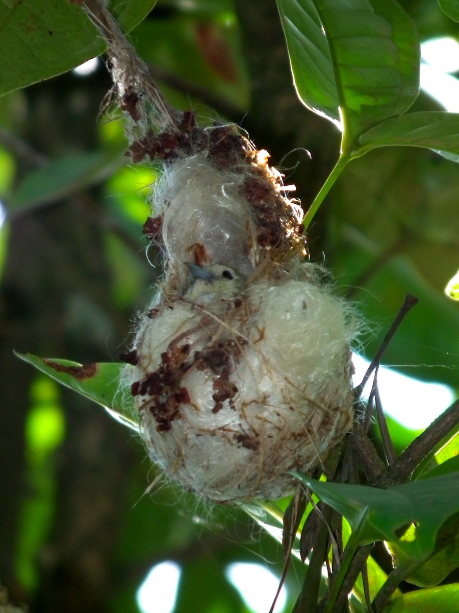 Nilgiri Flowerpecker - ML644423120