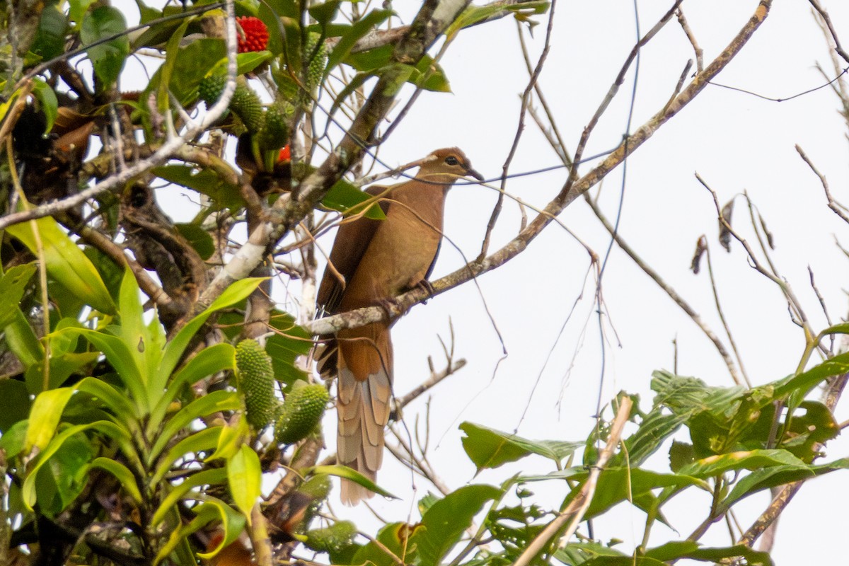 holub amboinský - ML644423121