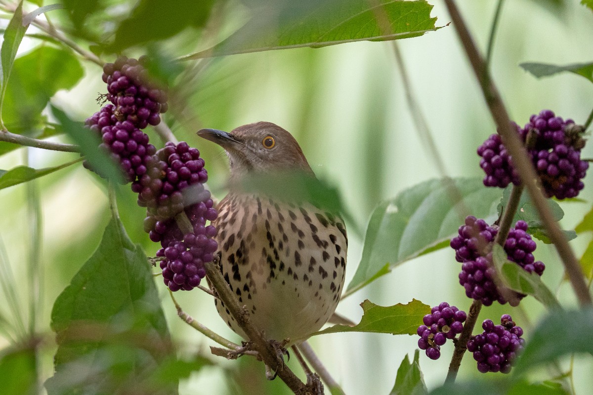 Brown Thrasher - ML644423126