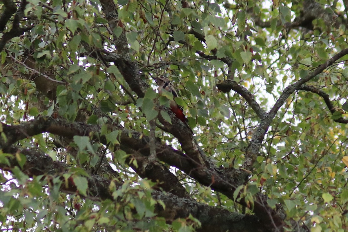 Дятел звичайний - ML644423127